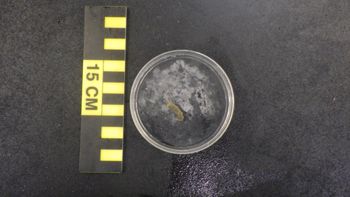 Media type: image;   Invertebrate Zoology 153512 Description: live specimen;